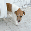 2008犬の写真卓上カレンダー