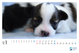 犬のカレンダー2009年1月