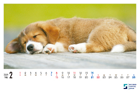犬のカレンダー2009年2月