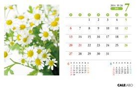 オリジナル花の卓上カレンダーVol.3の7月
